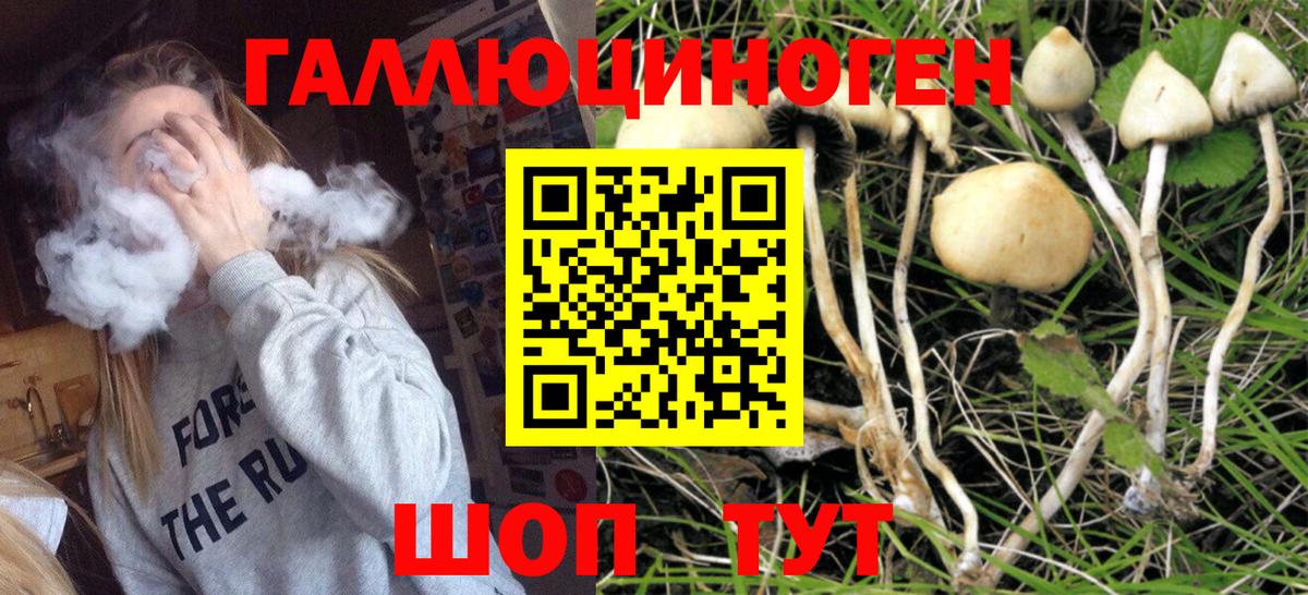 Псилоцибиновые грибы Psilocybe Ухта